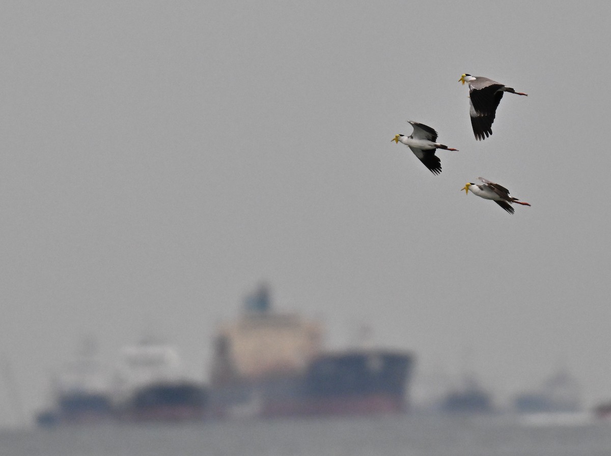 Masked Lapwing - ML641748528