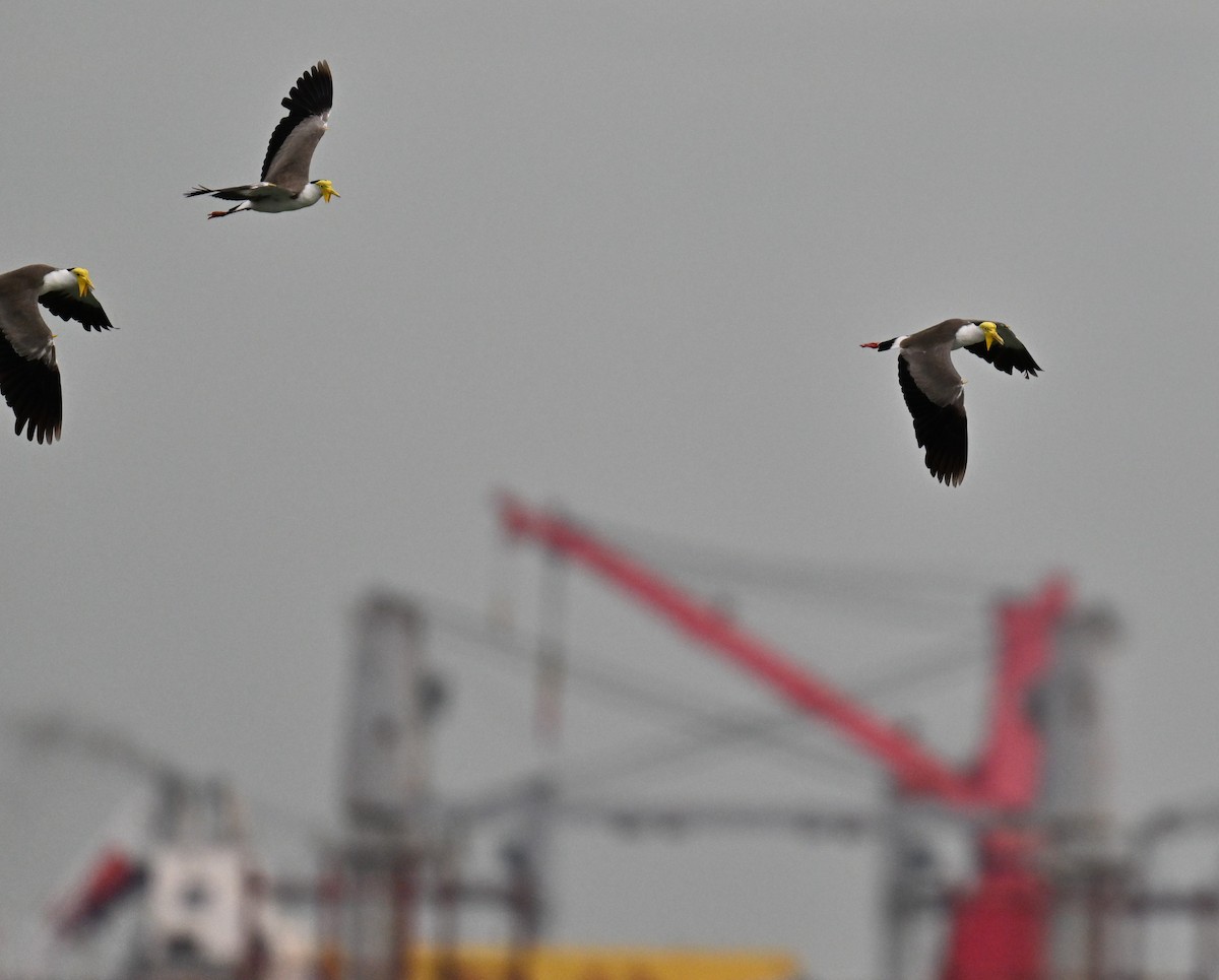 Masked Lapwing - ML641748529