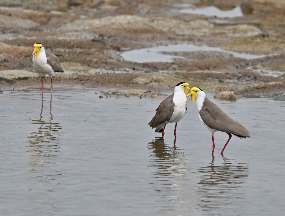 Masked Lapwing - ML641748530