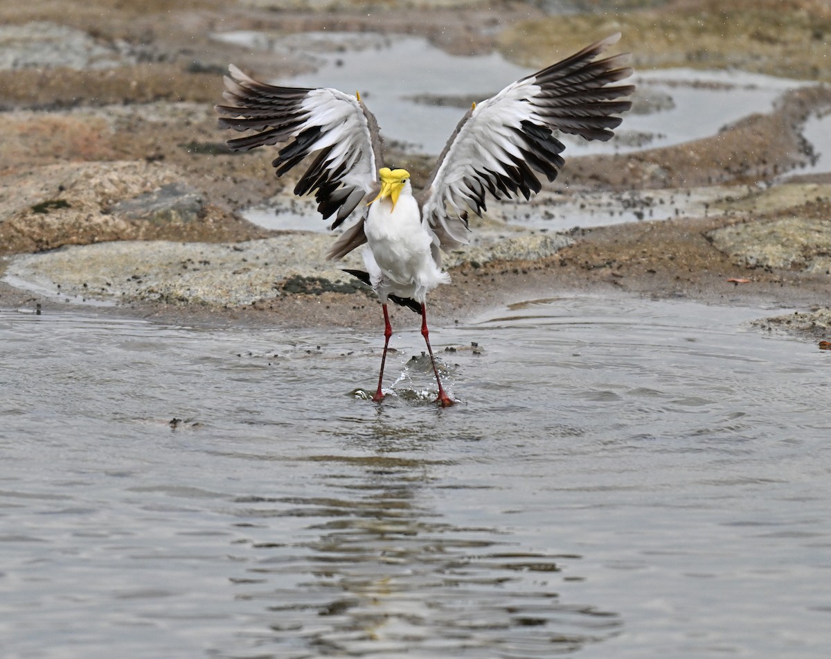 Masked Lapwing - ML641748531