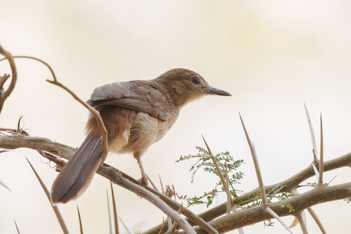 Northern Brownbul - ML641748534