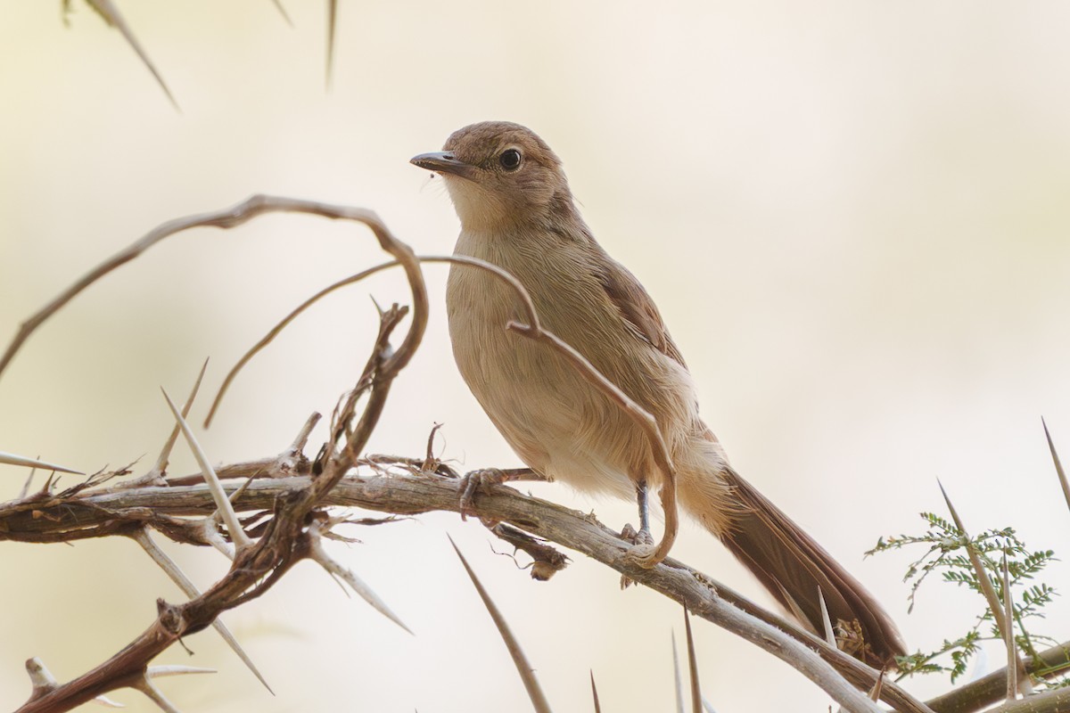 Northern Brownbul - ML641748535