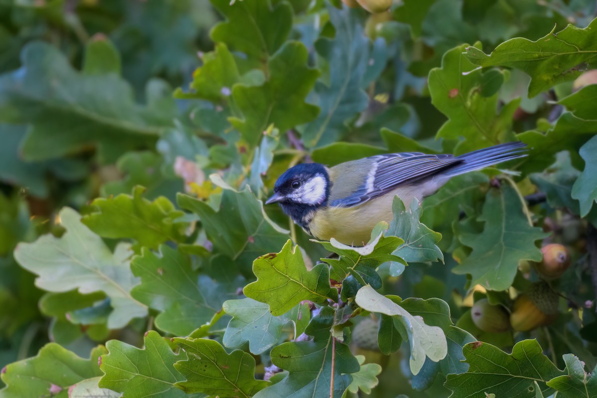 Great Tit - ML641748536