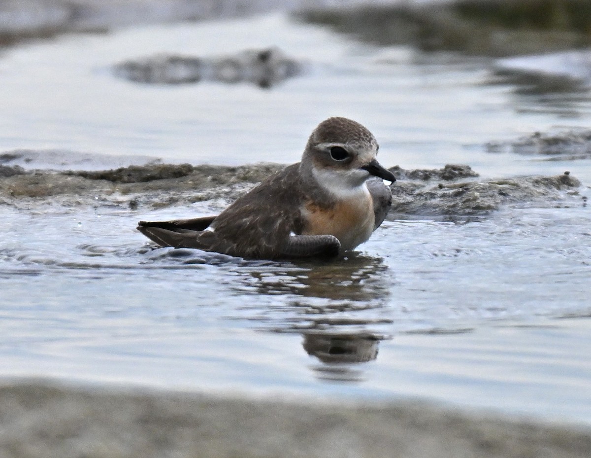 Tibetan Sand-Plover - ML641748543