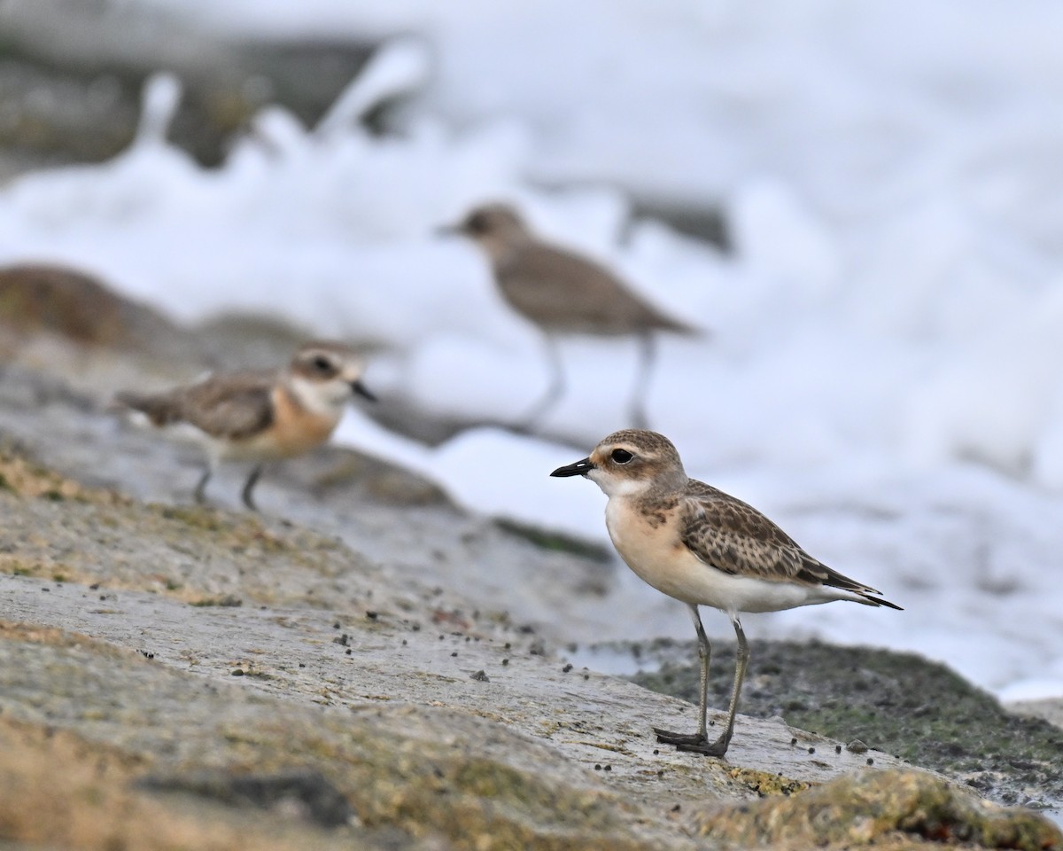 Tibetan Sand-Plover - ML641748544