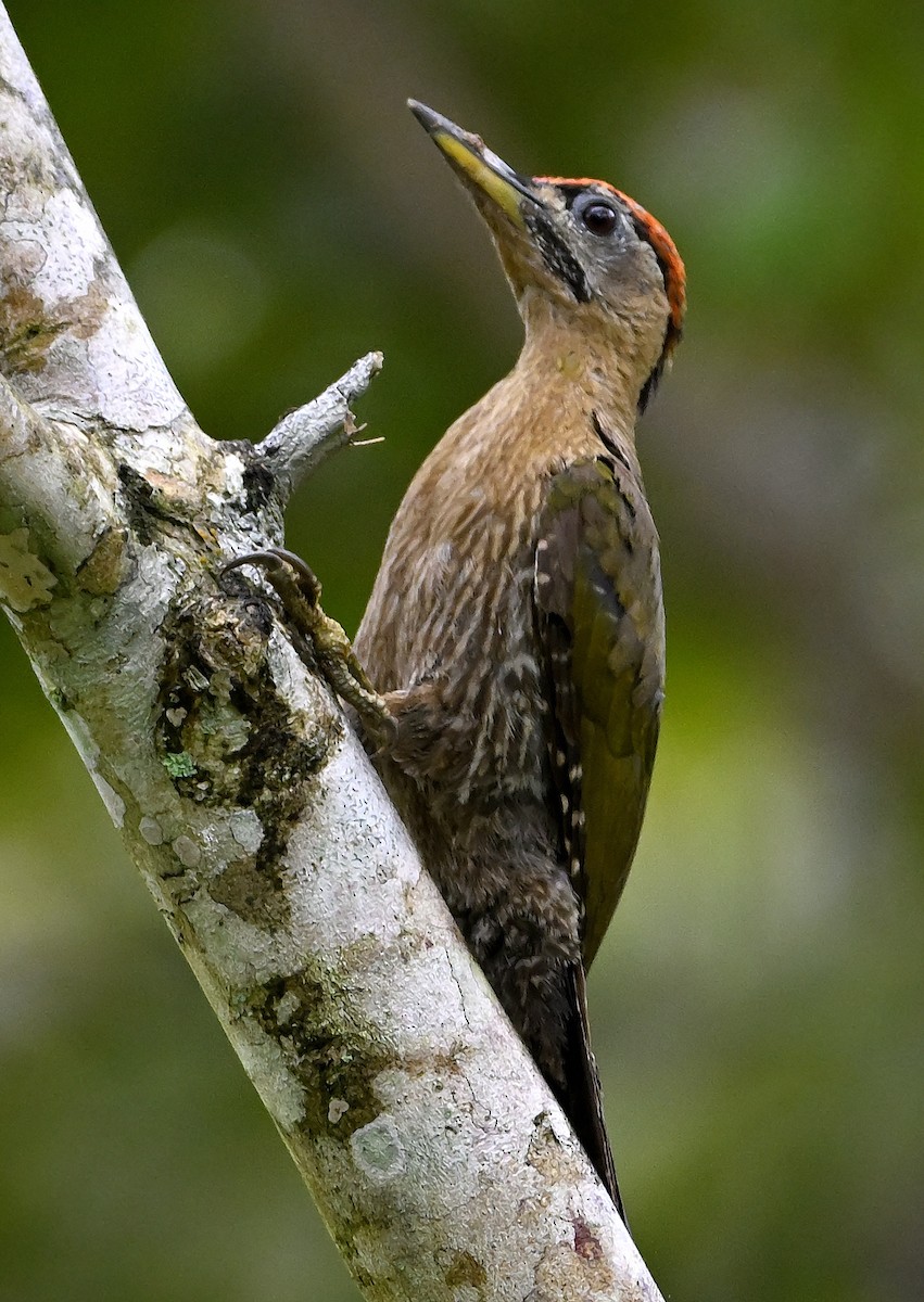 Streak-breasted Woodpecker - ML641748549