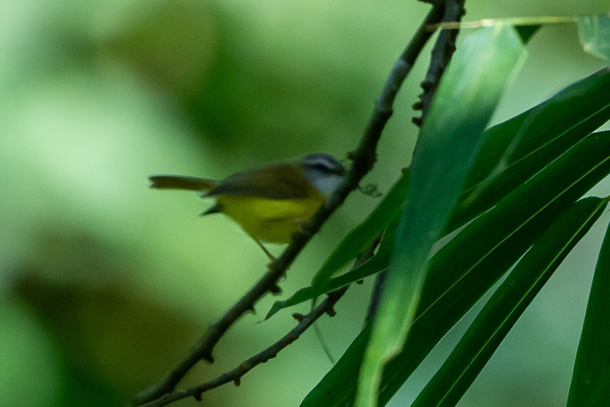 Yellow-bellied Warbler - ML641748552