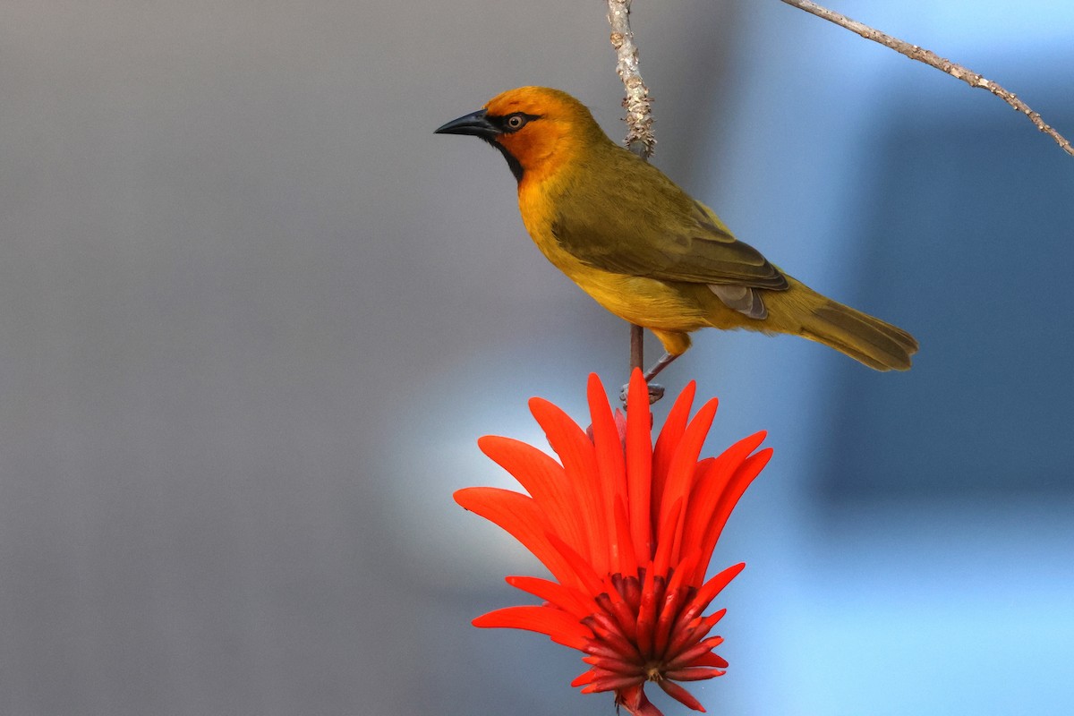 Spectacled Weaver - ML641748553