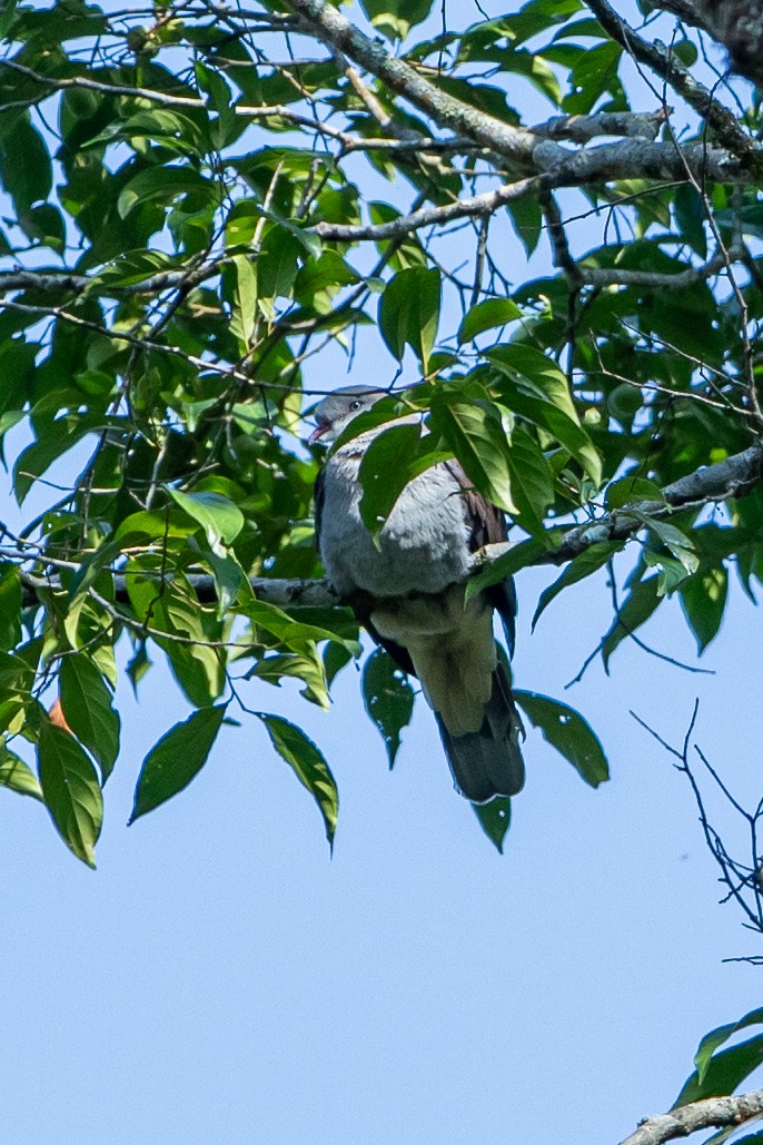 Dúcula Dorsicastaña - ML641748560