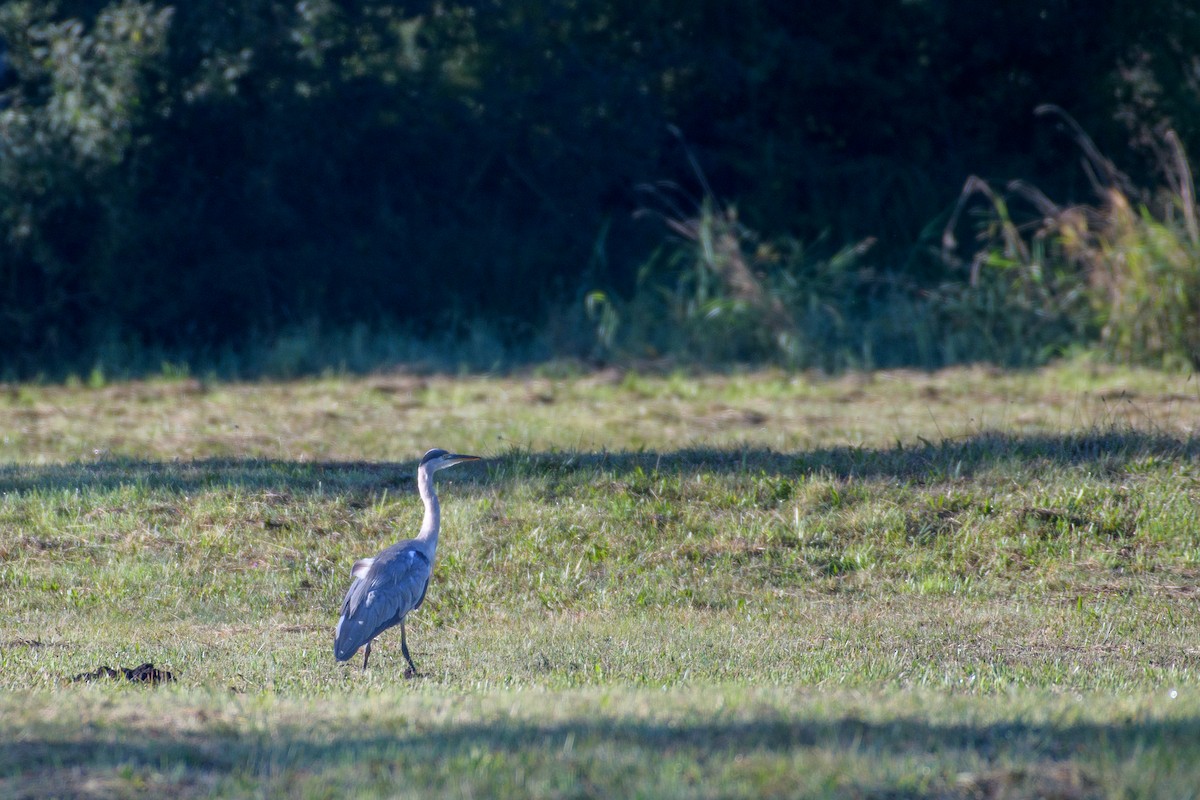 Gray Heron - ML641748571