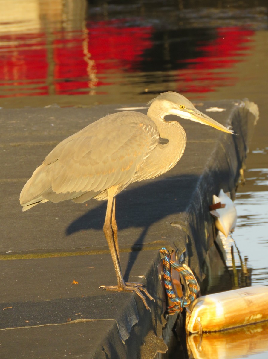 Great Blue Heron - ML641748621