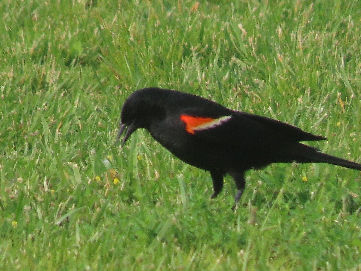 Red-winged Blackbird - ML641748639