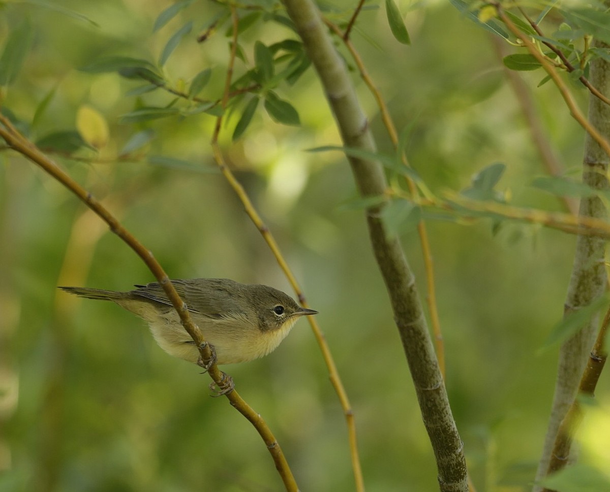 Common Yellowthroat - ML641748669