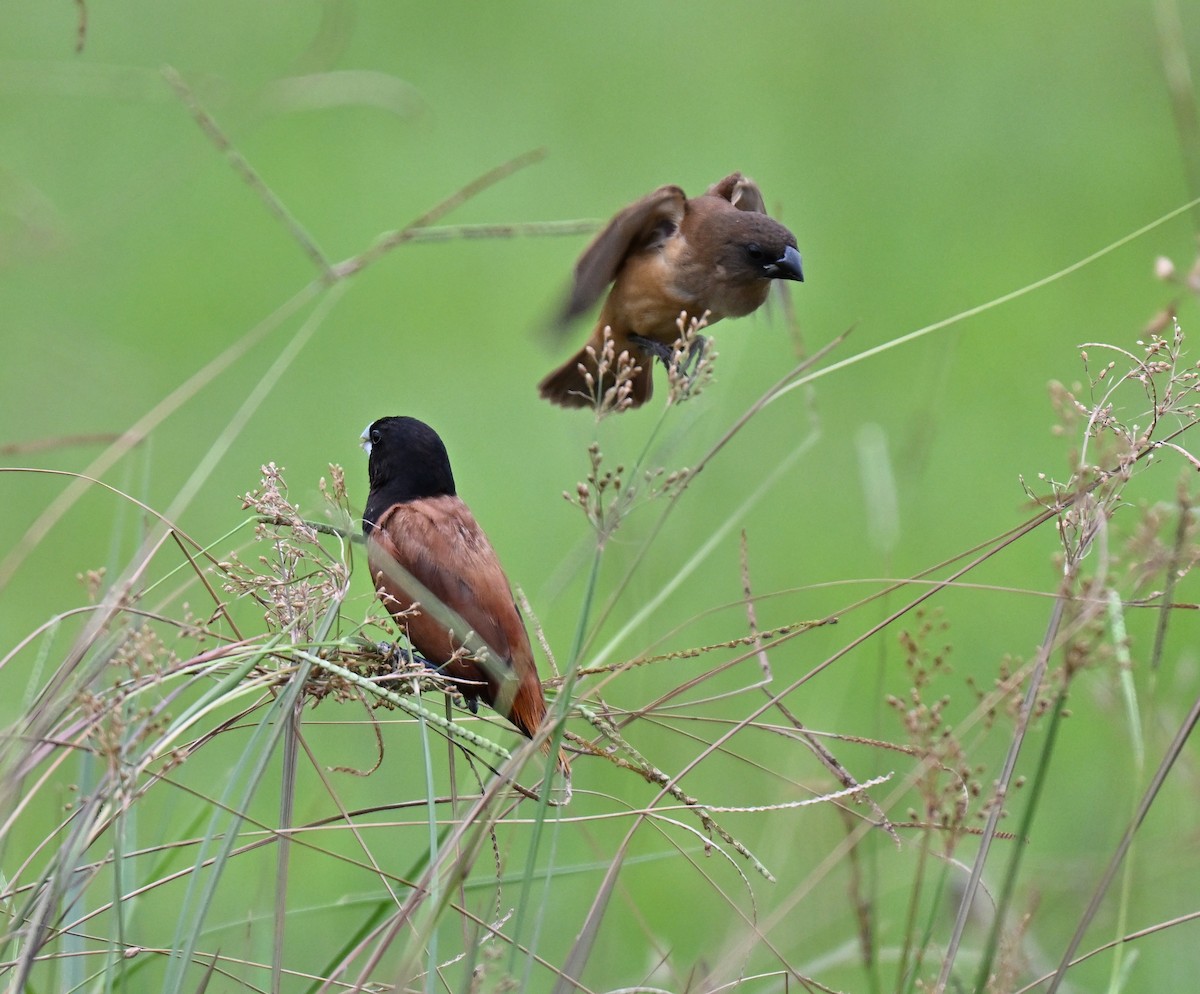 Chestnut Munia - ML641748708
