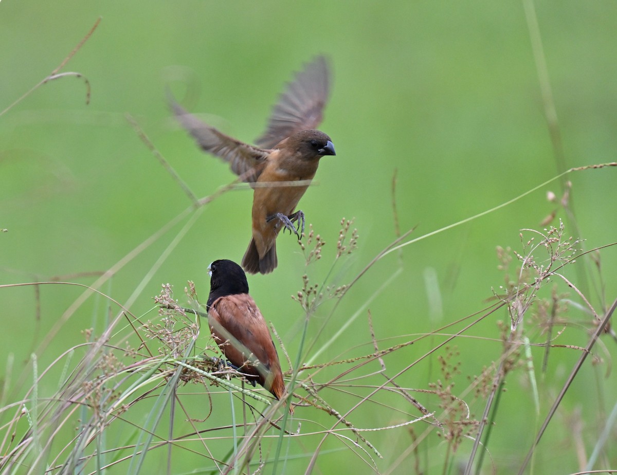 Chestnut Munia - ML641748709