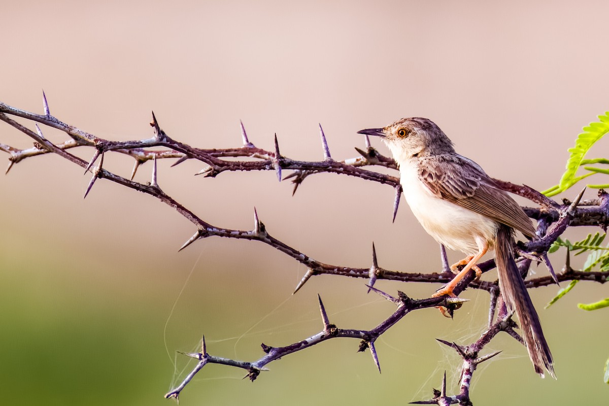 Delicate Prinia - ML641748727