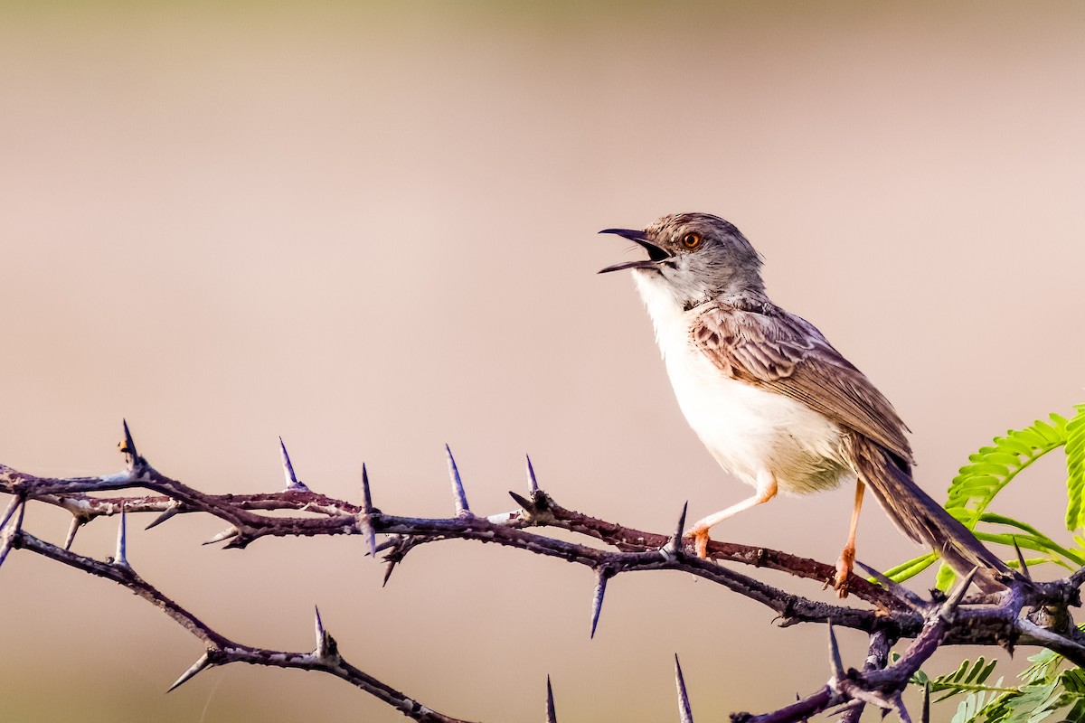 Delicate Prinia - ML641748728