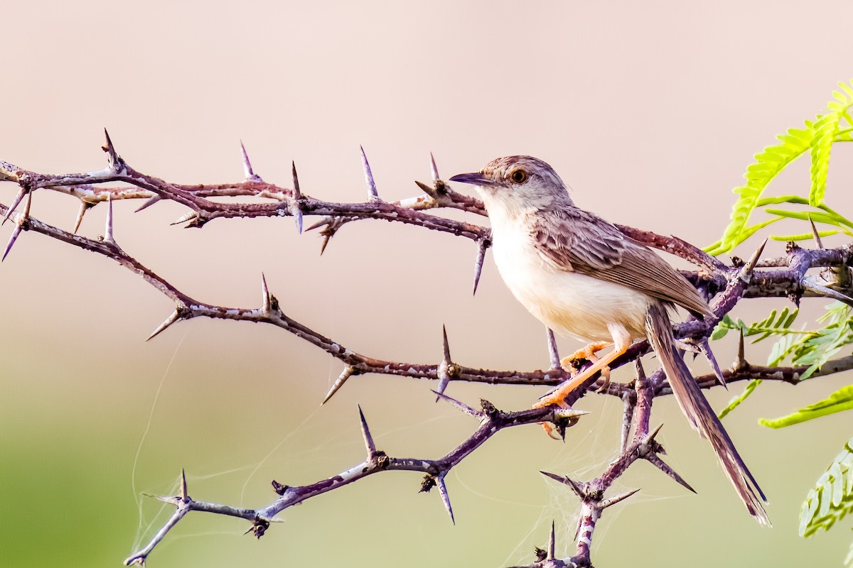 Delicate Prinia - ML641748729