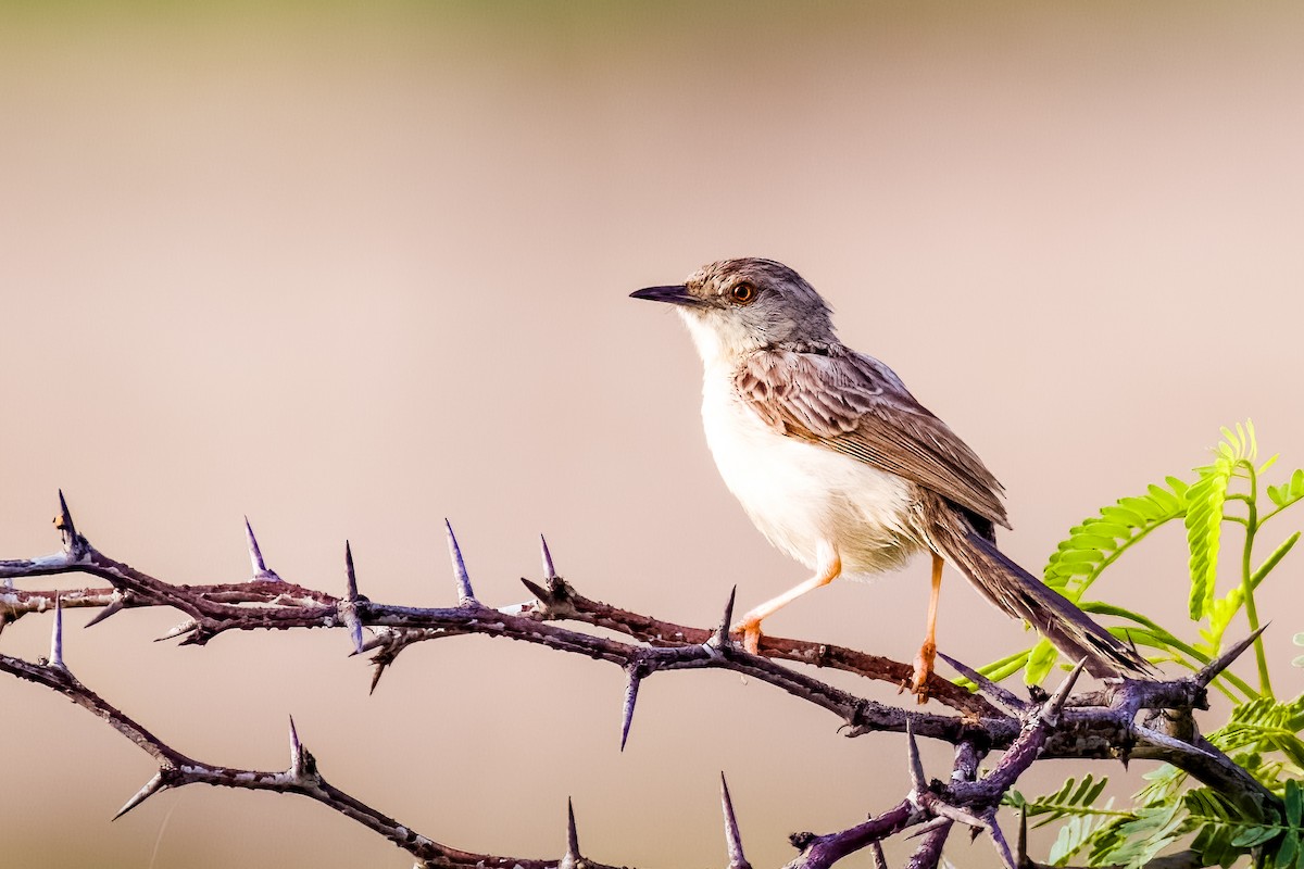 Delicate Prinia - ML641748731