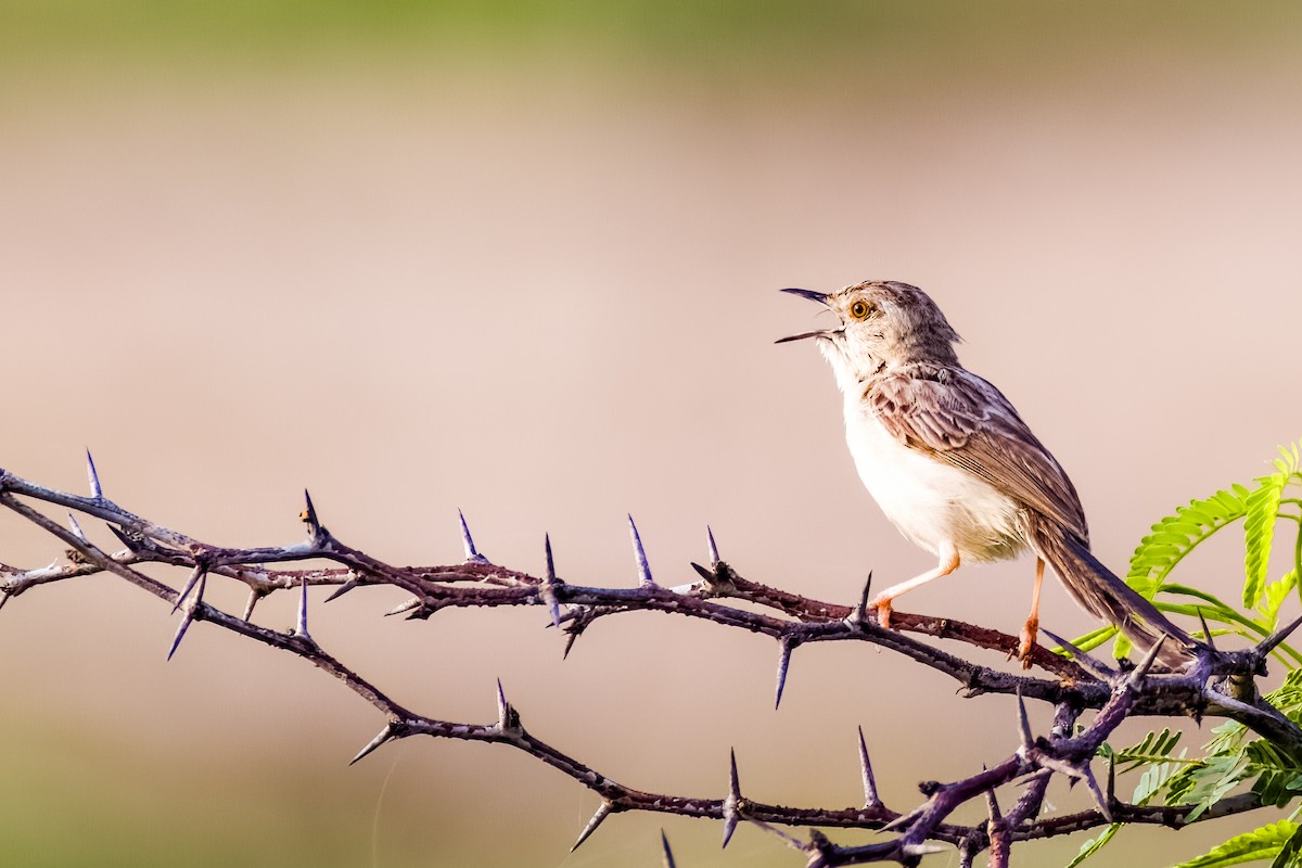 Delicate Prinia - ML641748732