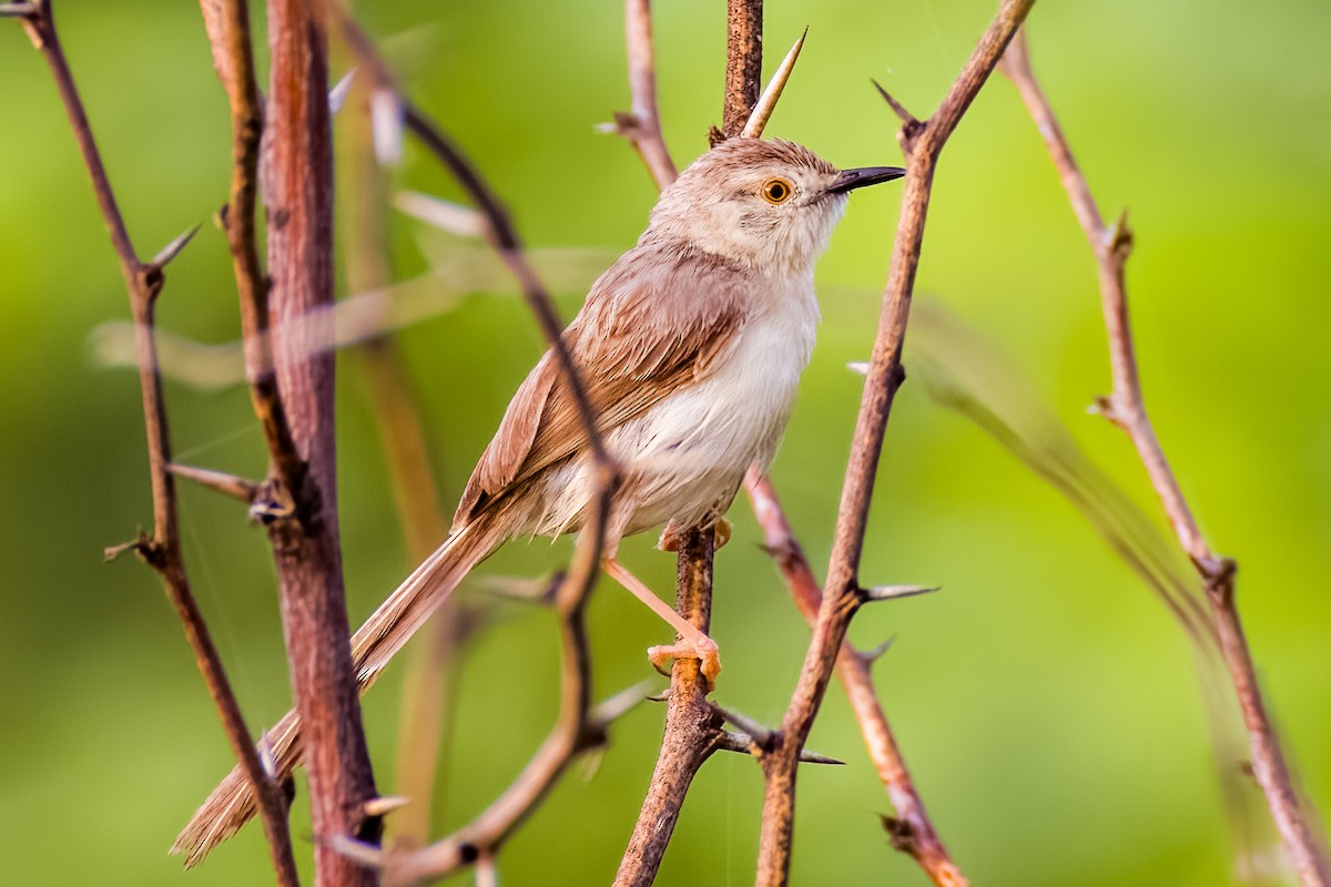 Delicate Prinia - ML641748742