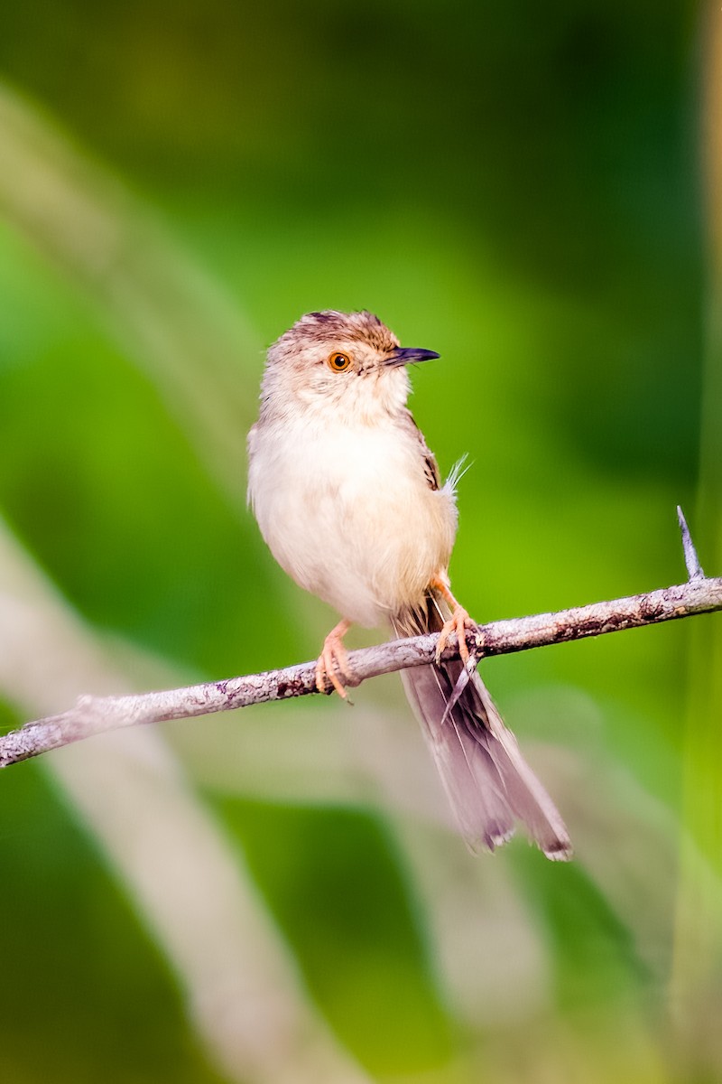 Delicate Prinia - ML641748743