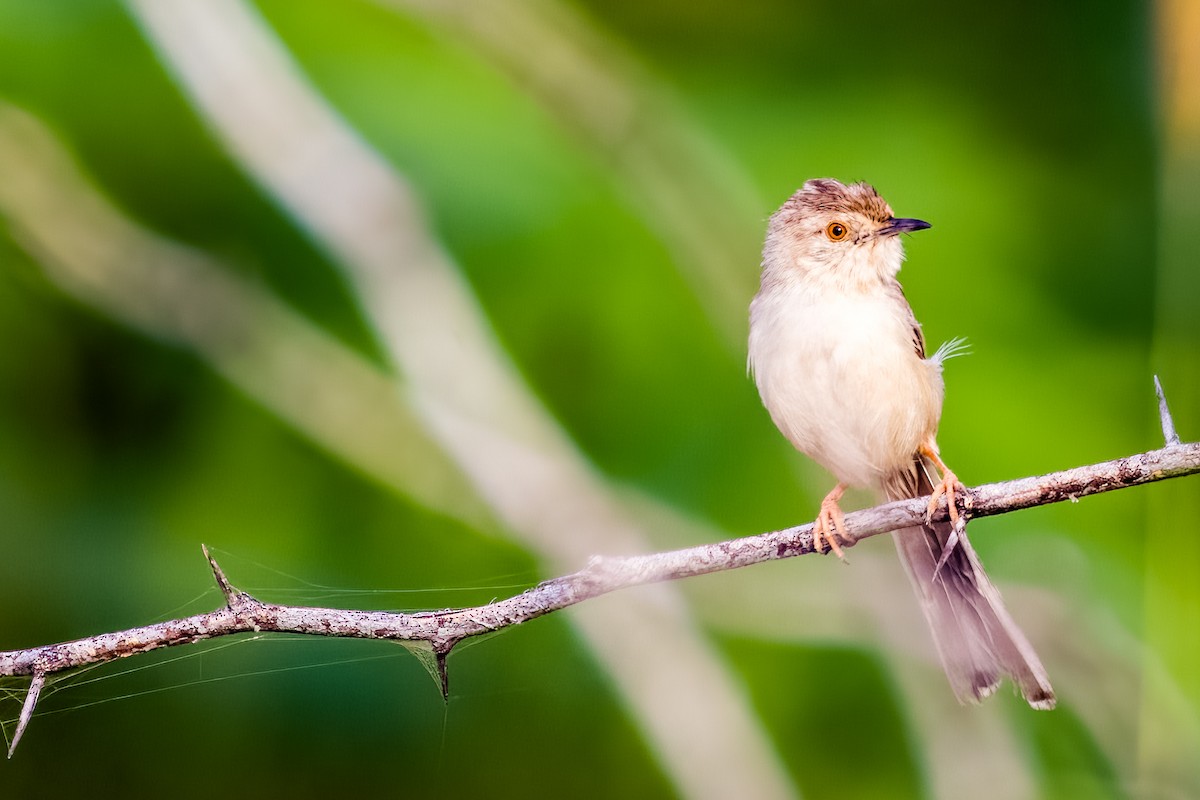 Delicate Prinia - ML641748744