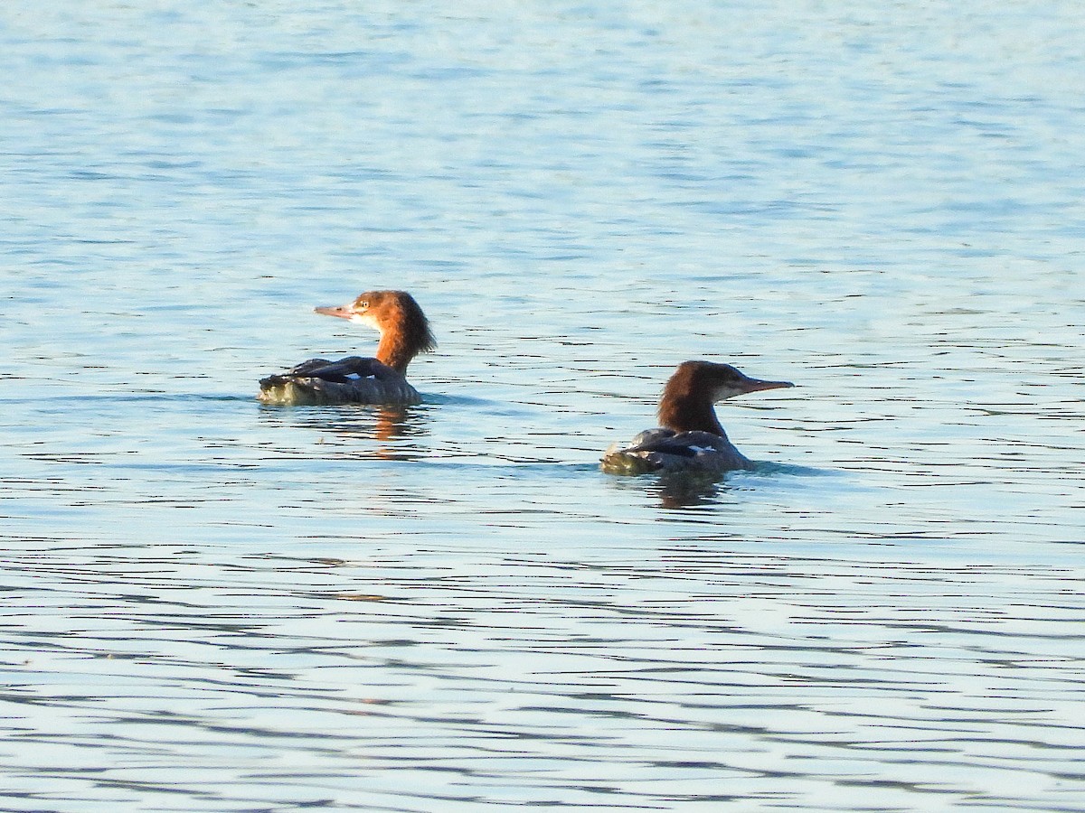 Common Merganser - ML641748753