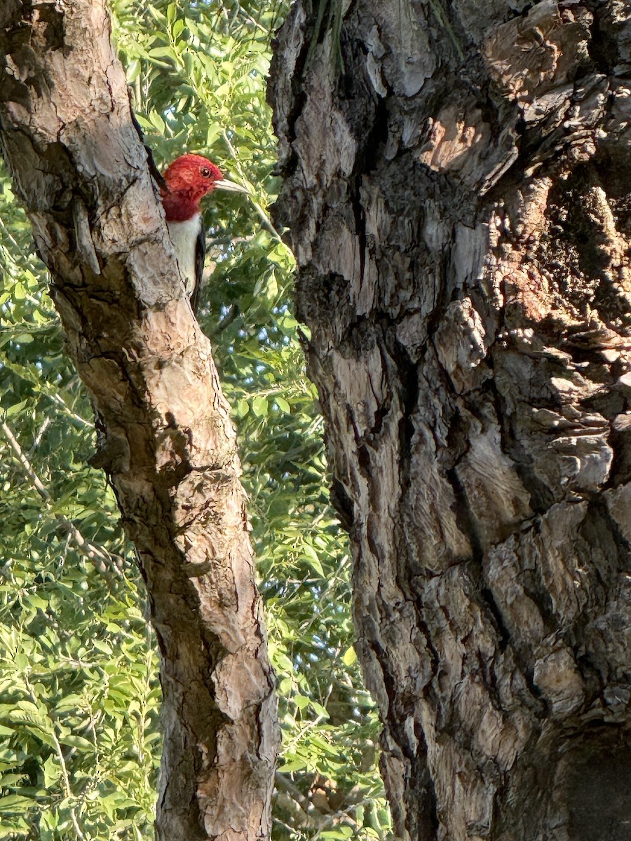 Red-headed Woodpecker - ML641748778