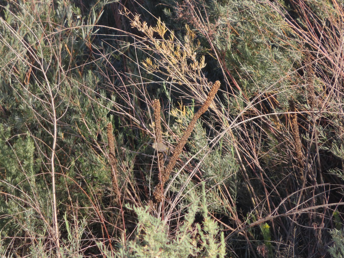 pinjeparula - ML641748803