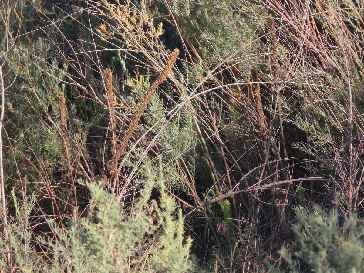 pinjeparula - ML641748804