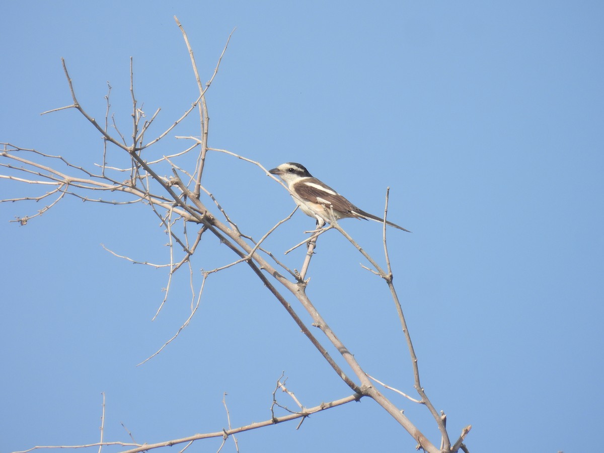 Masked Shrike - ML641748805