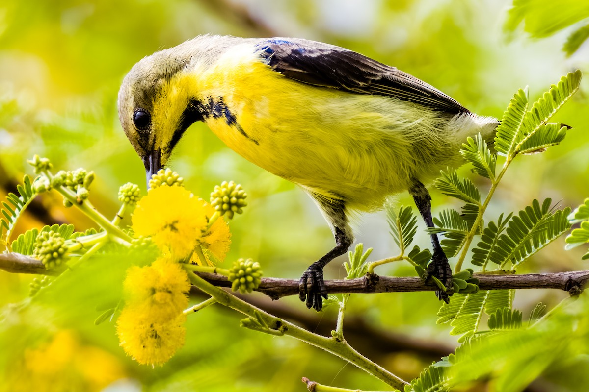 Purple Sunbird - Nitin N