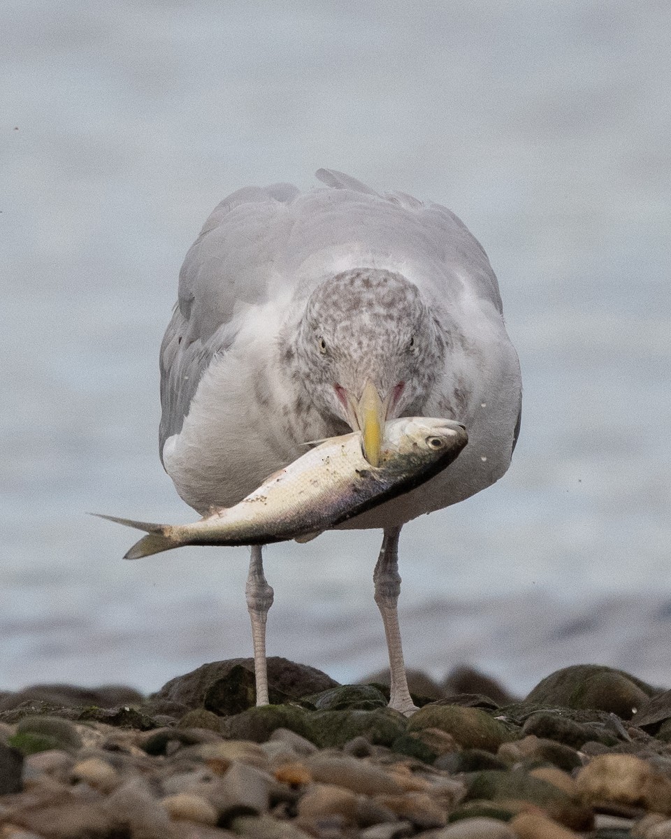 Gaviota Argéntea Americana - ML641748823