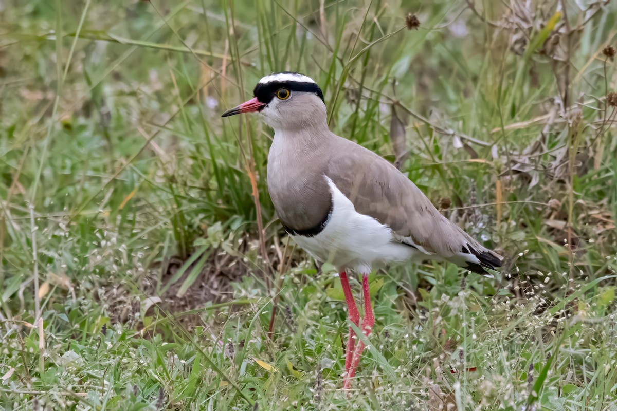 Crowned Lapwing - ML641748835
