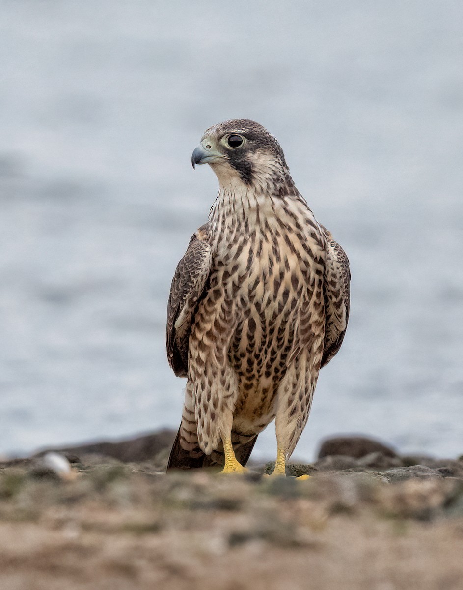 Halcón Peregrino - ML641748841