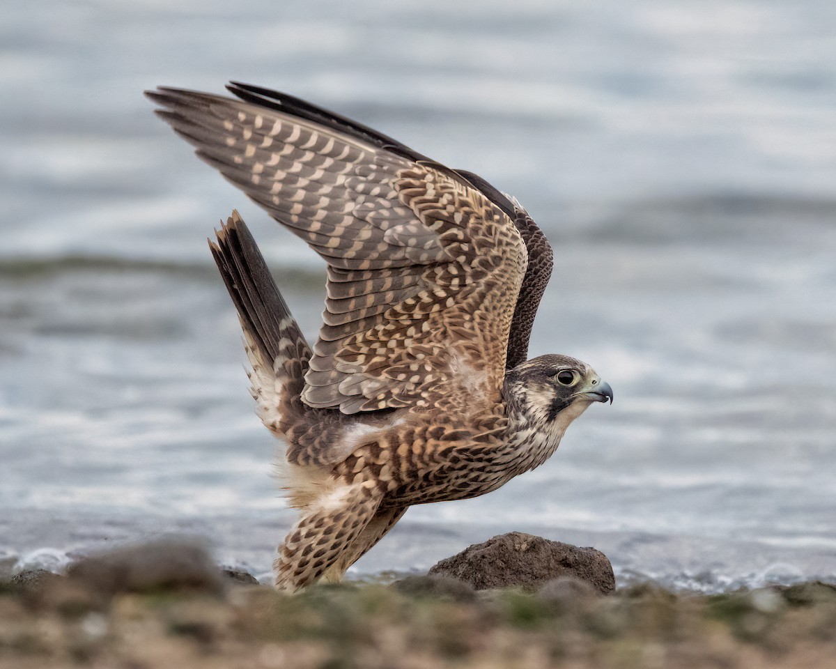 Halcón Peregrino - ML641748843