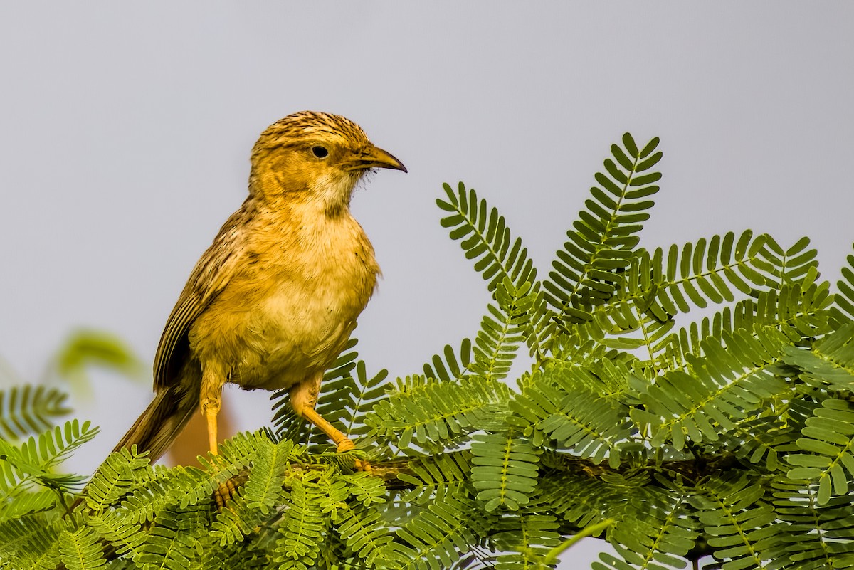 Cratérope indien - ML641748851