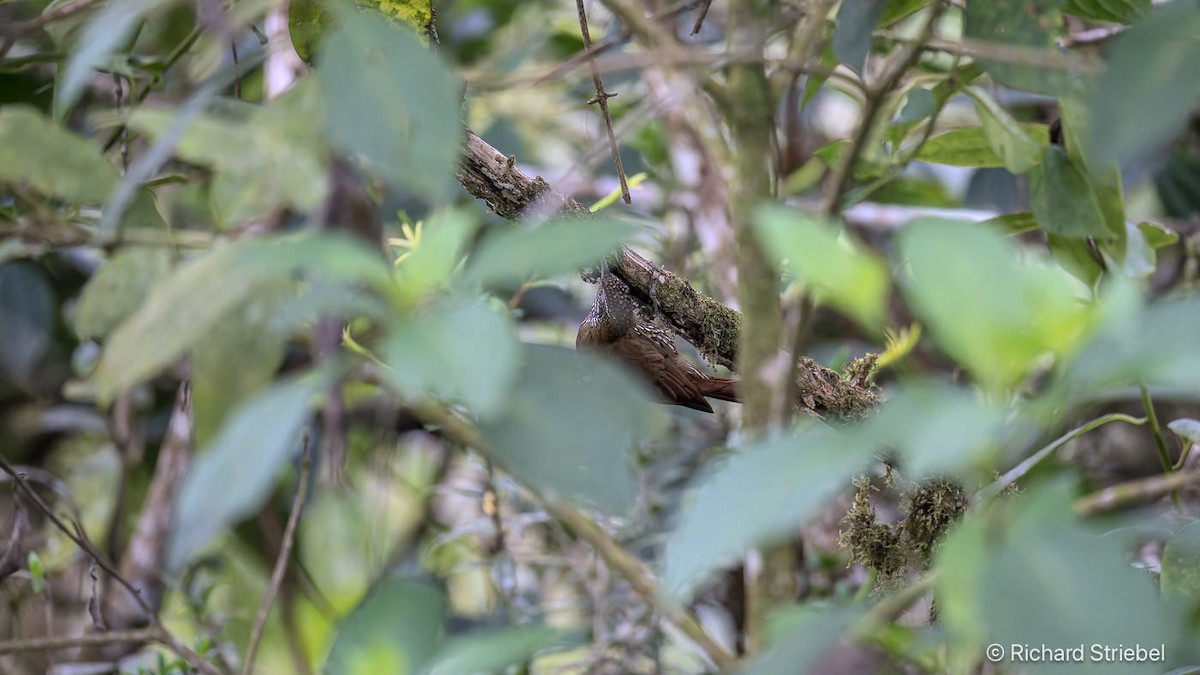 Montane Woodcreeper - ML641748855