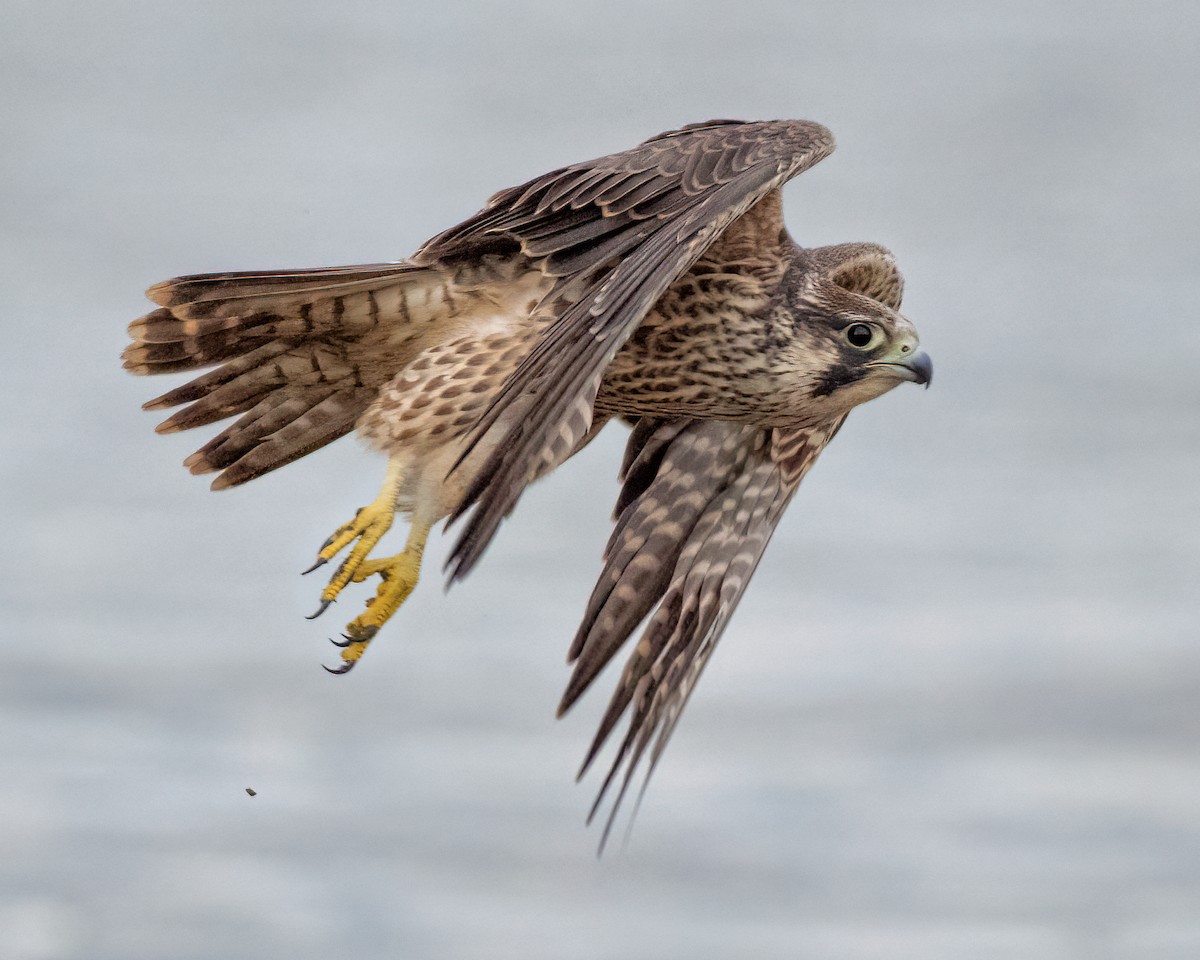 Halcón Peregrino - ML641748869
