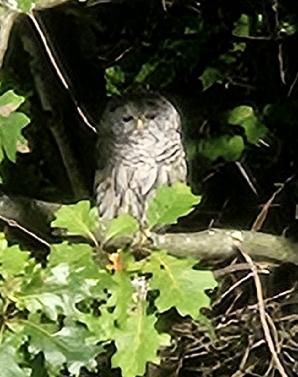 Barred Owl - ML641748873