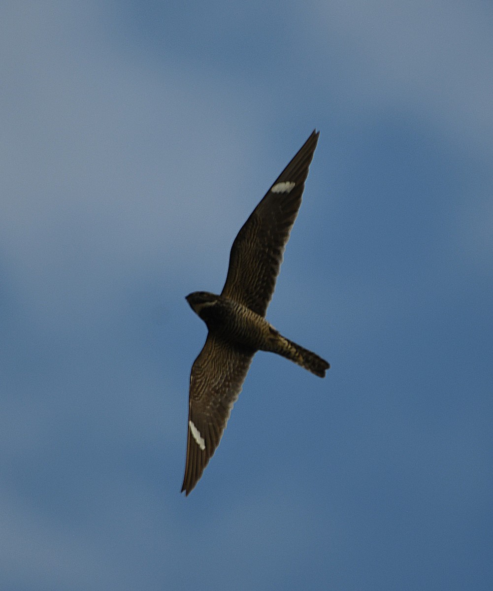 Common Nighthawk - ML641748898
