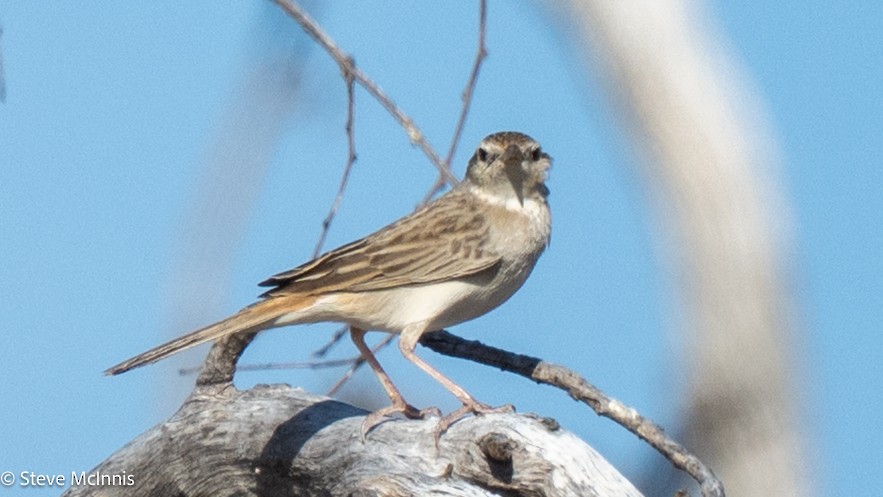 Rufous Songlark - ML641748899