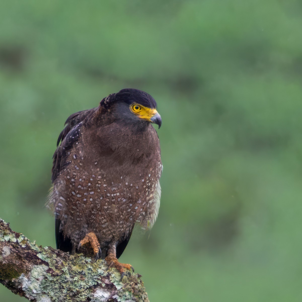 Haubenschlangenadler - ML641748924