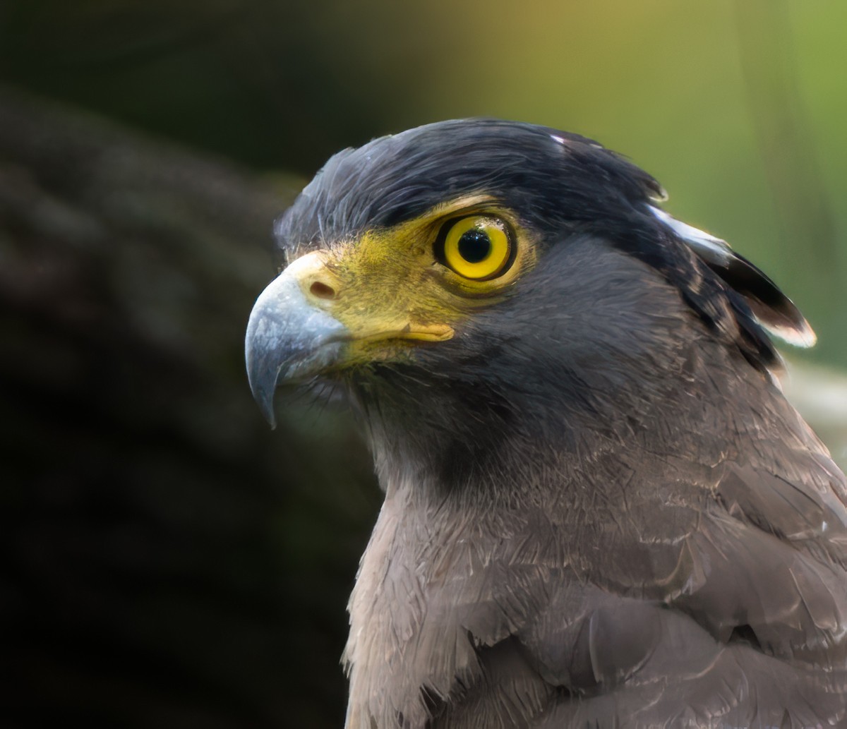 Haubenschlangenadler - ML641748925