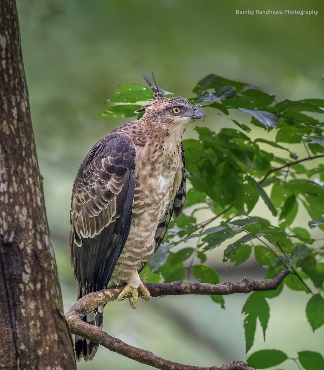 Legge's Hawk-Eagle - ML641748928
