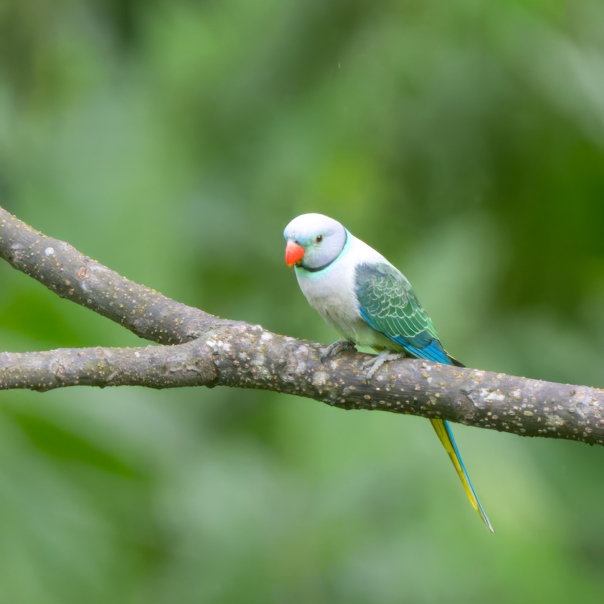Malabar Parakeet - ML641748948