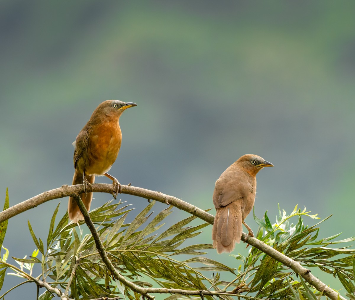 Rufous Babbler - ML641748956