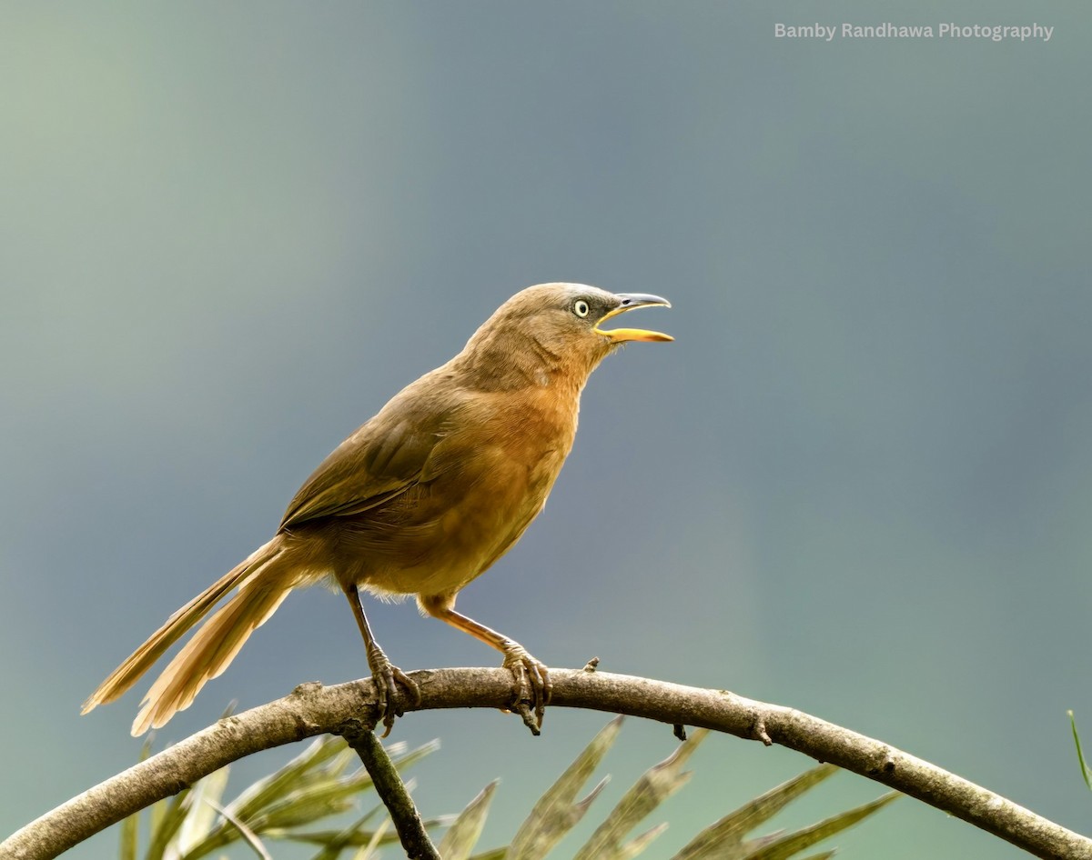 Rufous Babbler - ML641748958