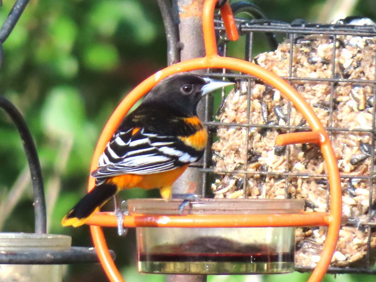 Baltimore Oriole - ML641748972